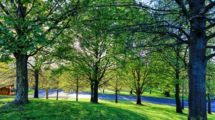 Trees in Spring - Cowra 